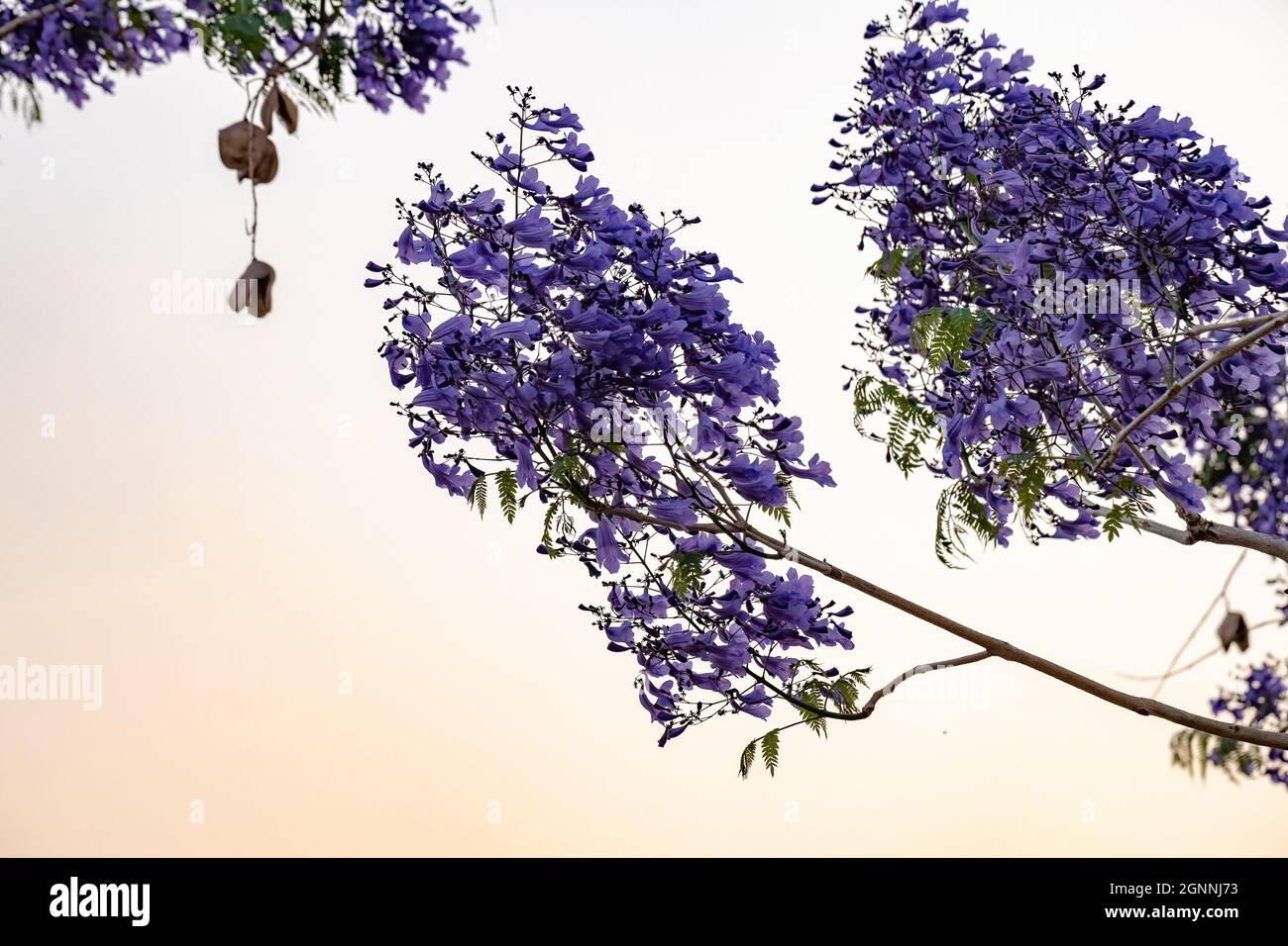 Jacaranda Blu albero della specie Jacaranda mimosifolia con fiore di frutta e fuoco selettivo Foto Stock