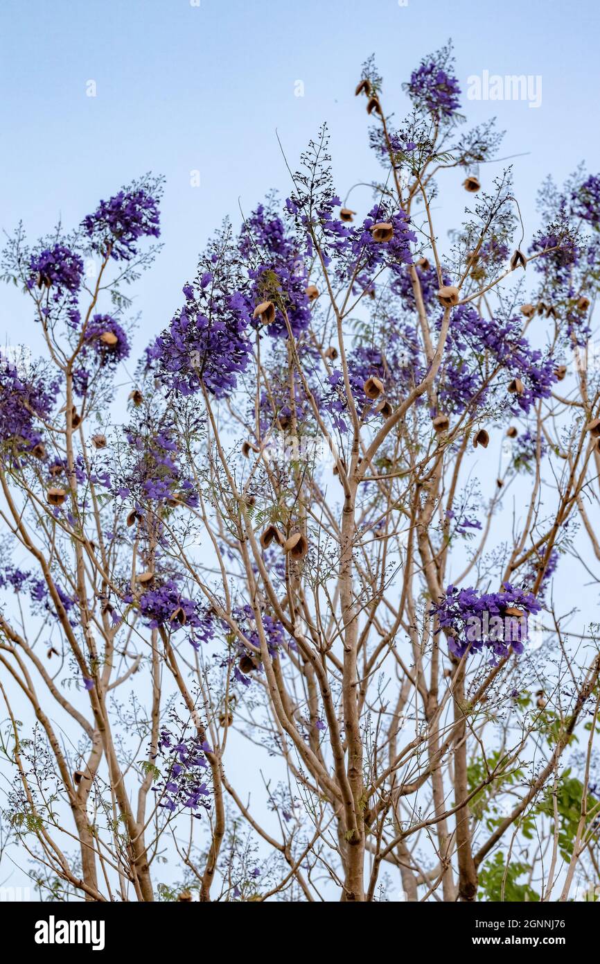 Jacaranda Blu albero della specie Jacaranda mimosifolia con fiore di frutta e fuoco selettivo Foto Stock