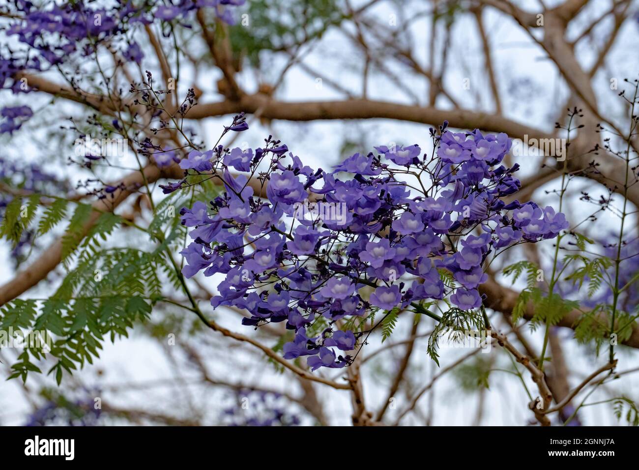 Jacaranda Blu albero della specie Jacaranda mimosifolia con fiore di frutta e fuoco selettivo Foto Stock