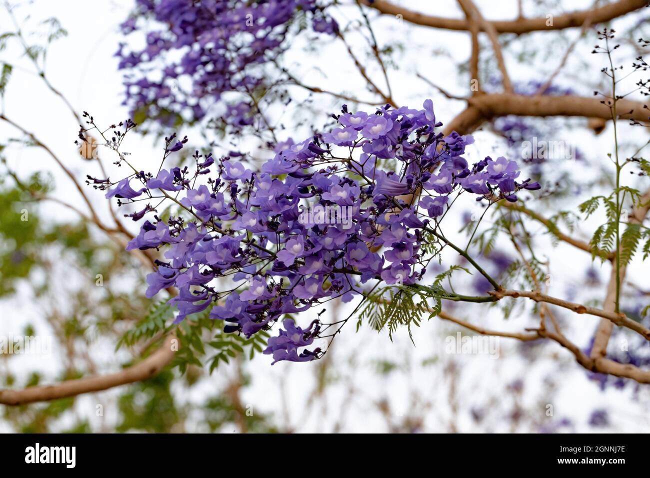 Jacaranda Blu albero della specie Jacaranda mimosifolia con fiore di frutta e fuoco selettivo Foto Stock