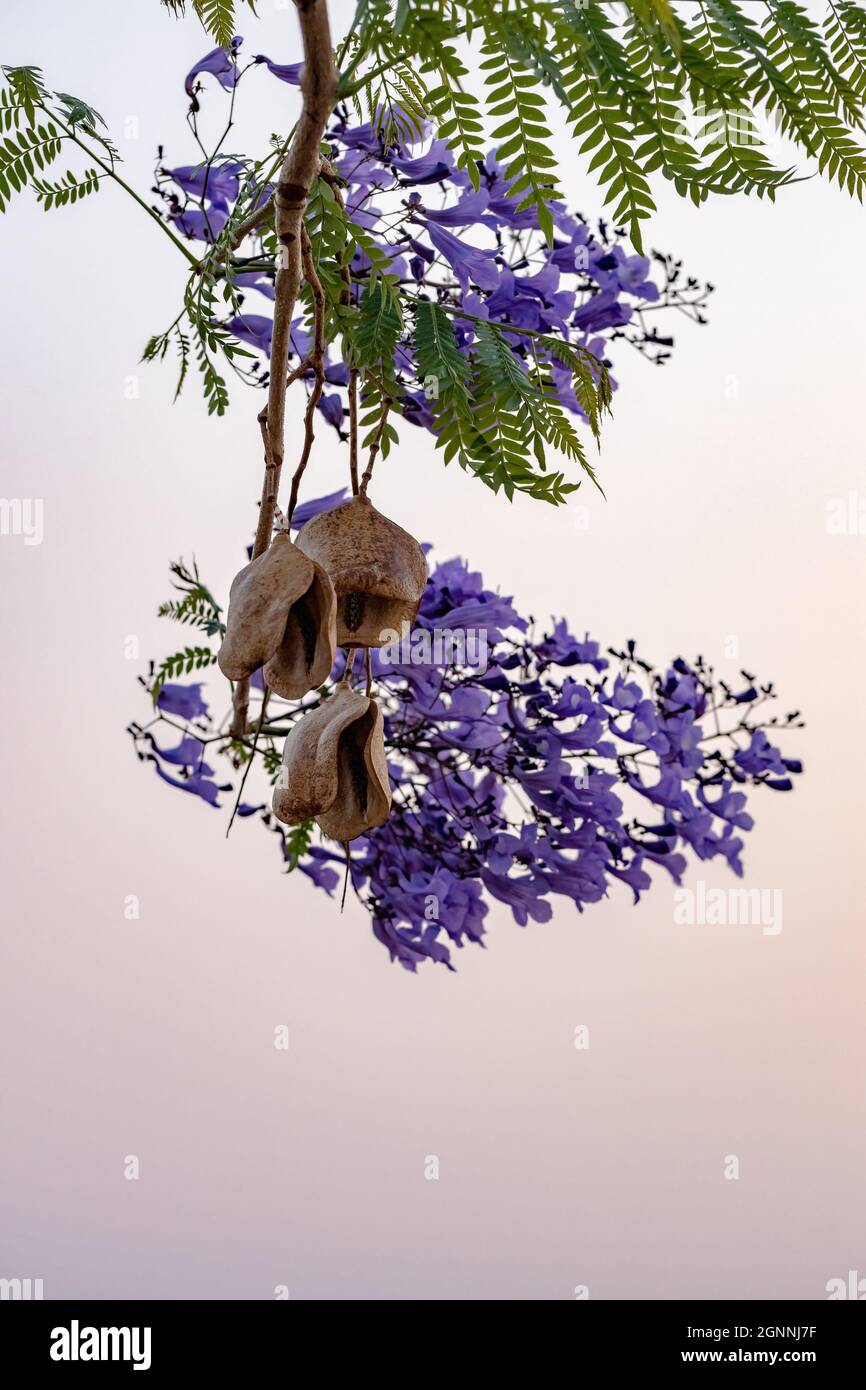 Jacaranda Blu albero della specie Jacaranda mimosifolia con fiore di frutta e fuoco selettivo Foto Stock