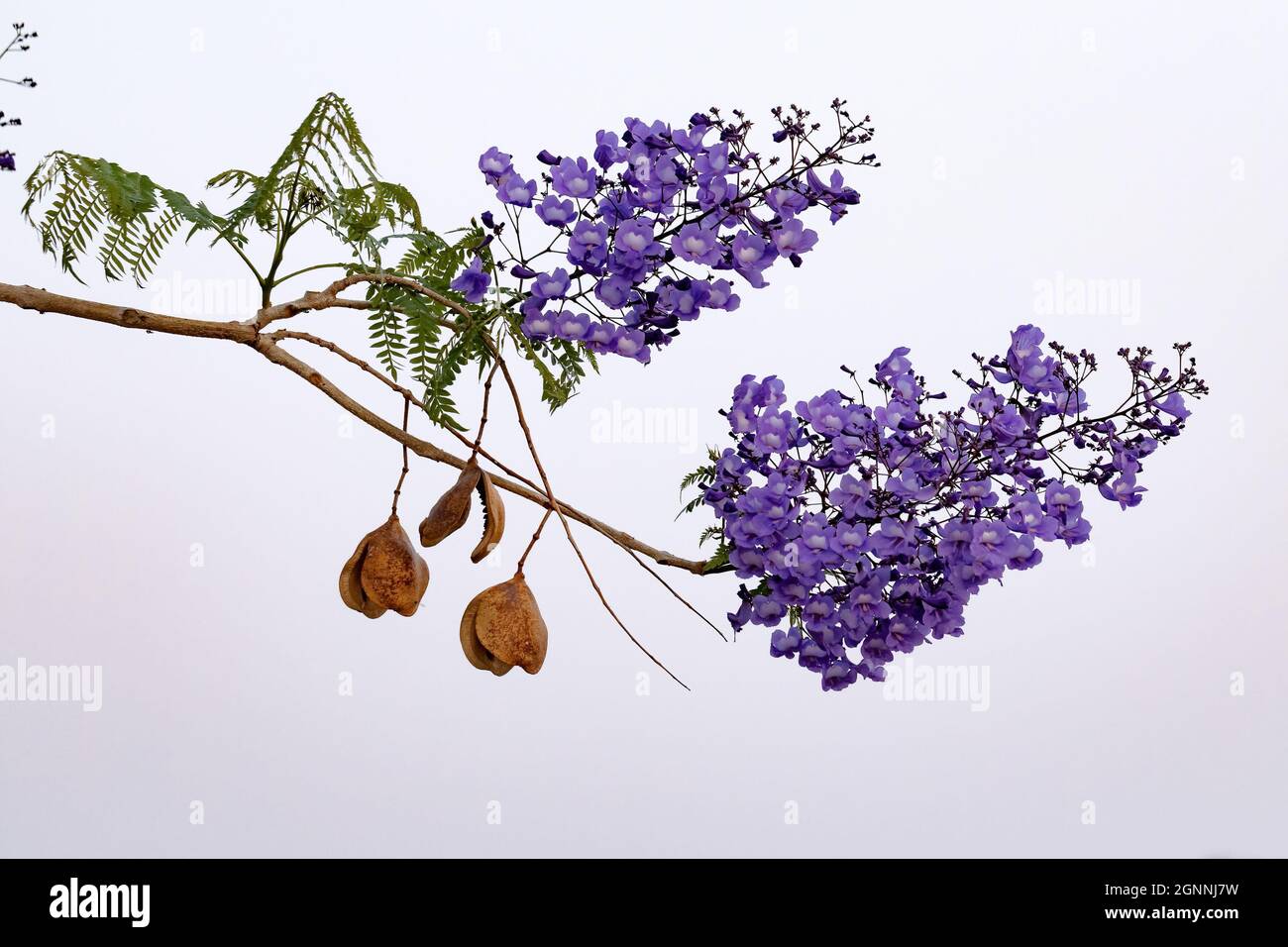 Jacaranda Blu albero della specie Jacaranda mimosifolia con fiore di frutta e fuoco selettivo Foto Stock