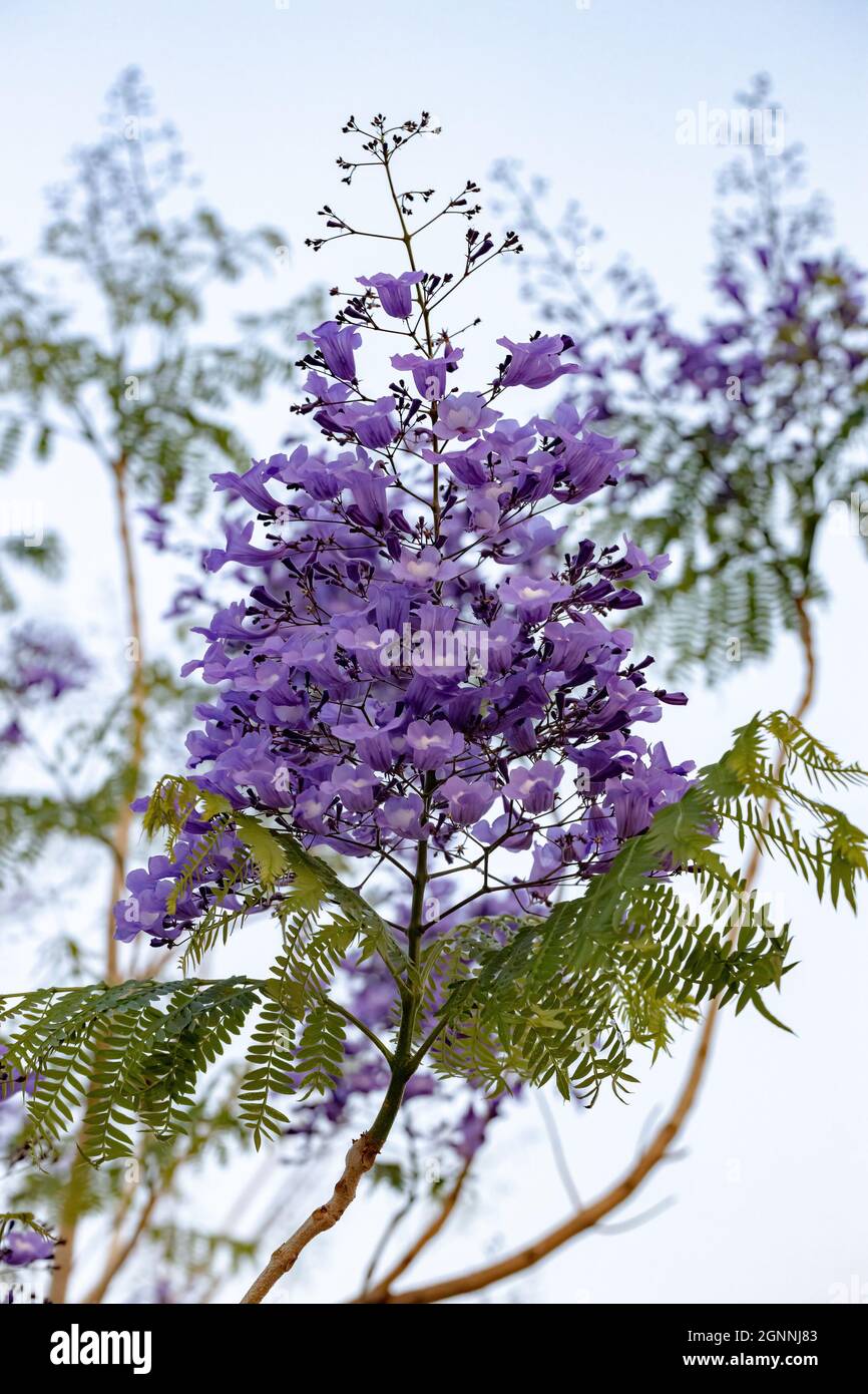 Jacaranda Blu albero della specie Jacaranda mimosifolia con fiore di frutta e fuoco selettivo Foto Stock