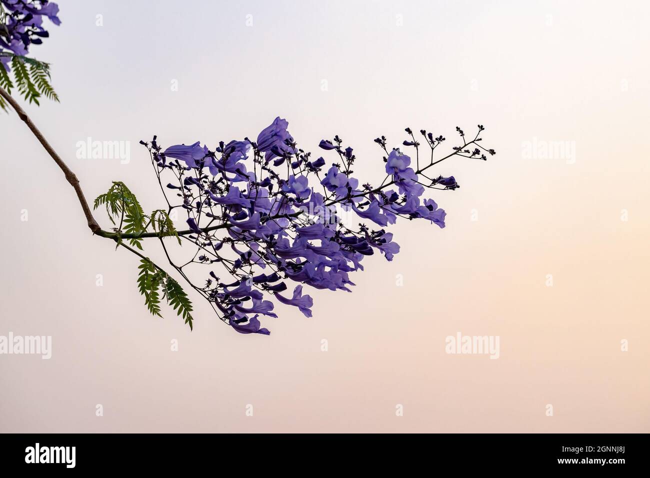 Jacaranda Blu albero della specie Jacaranda mimosifolia con fiore di frutta e fuoco selettivo Foto Stock