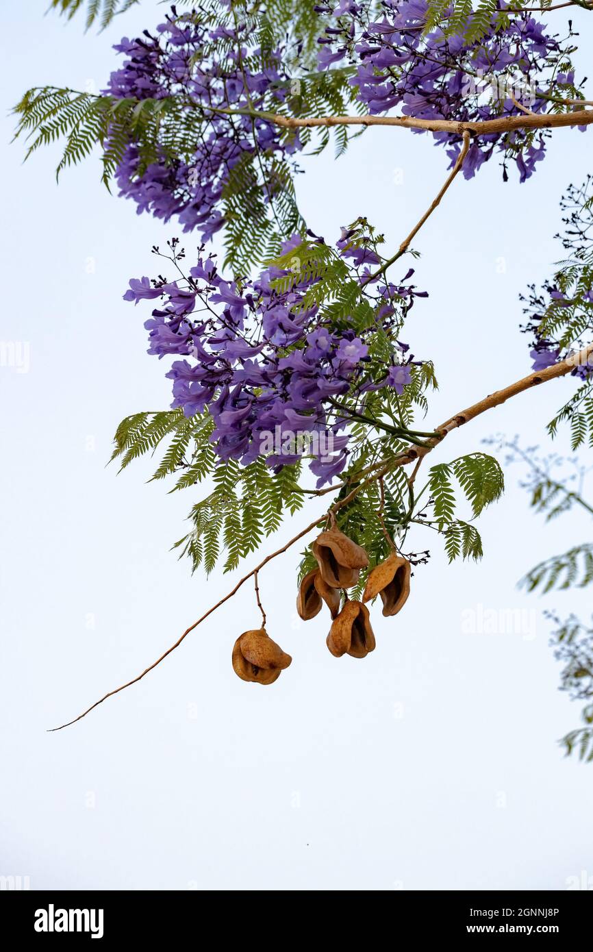 Jacaranda Blu albero della specie Jacaranda mimosifolia con fiore di frutta e fuoco selettivo Foto Stock
