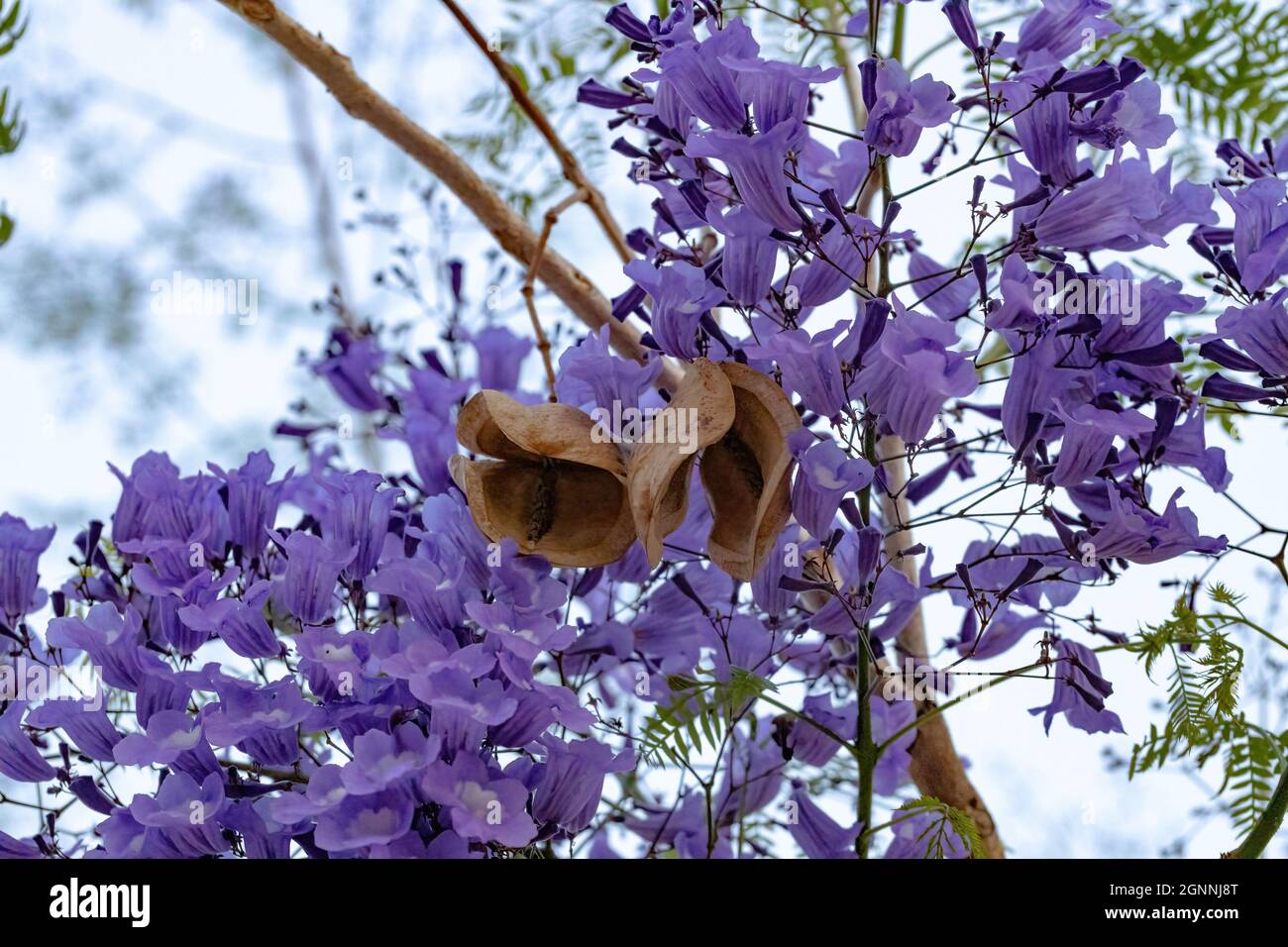 Jacaranda Blu albero della specie Jacaranda mimosifolia con fiore di frutta e fuoco selettivo Foto Stock
