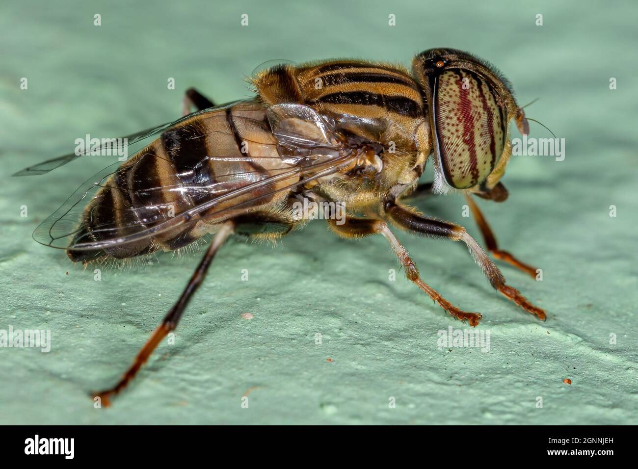 Adult Lagoon Fly del genere Eristalinus Foto Stock