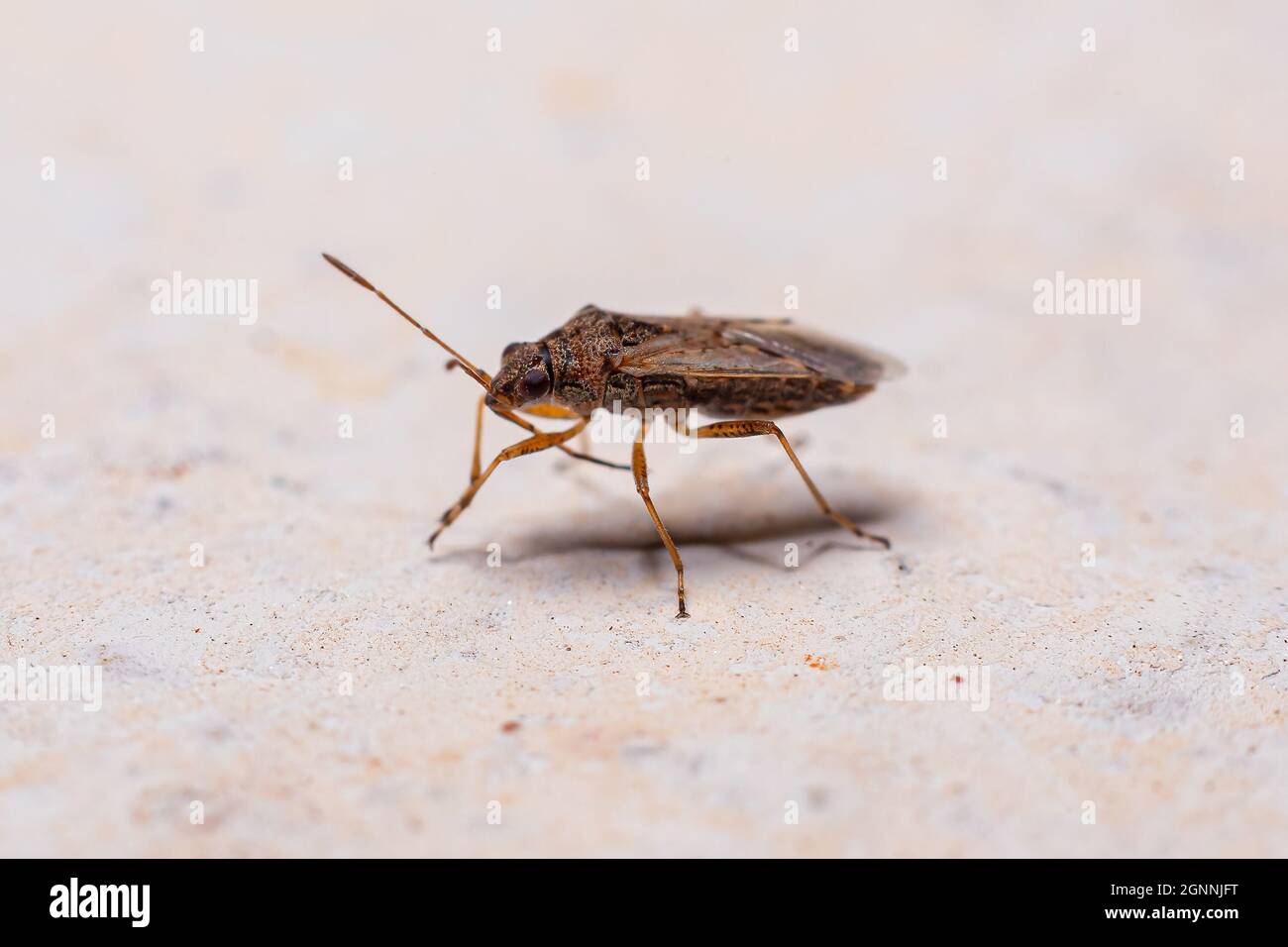 Adulto vero Bug del sottordine Heteroptera Foto Stock