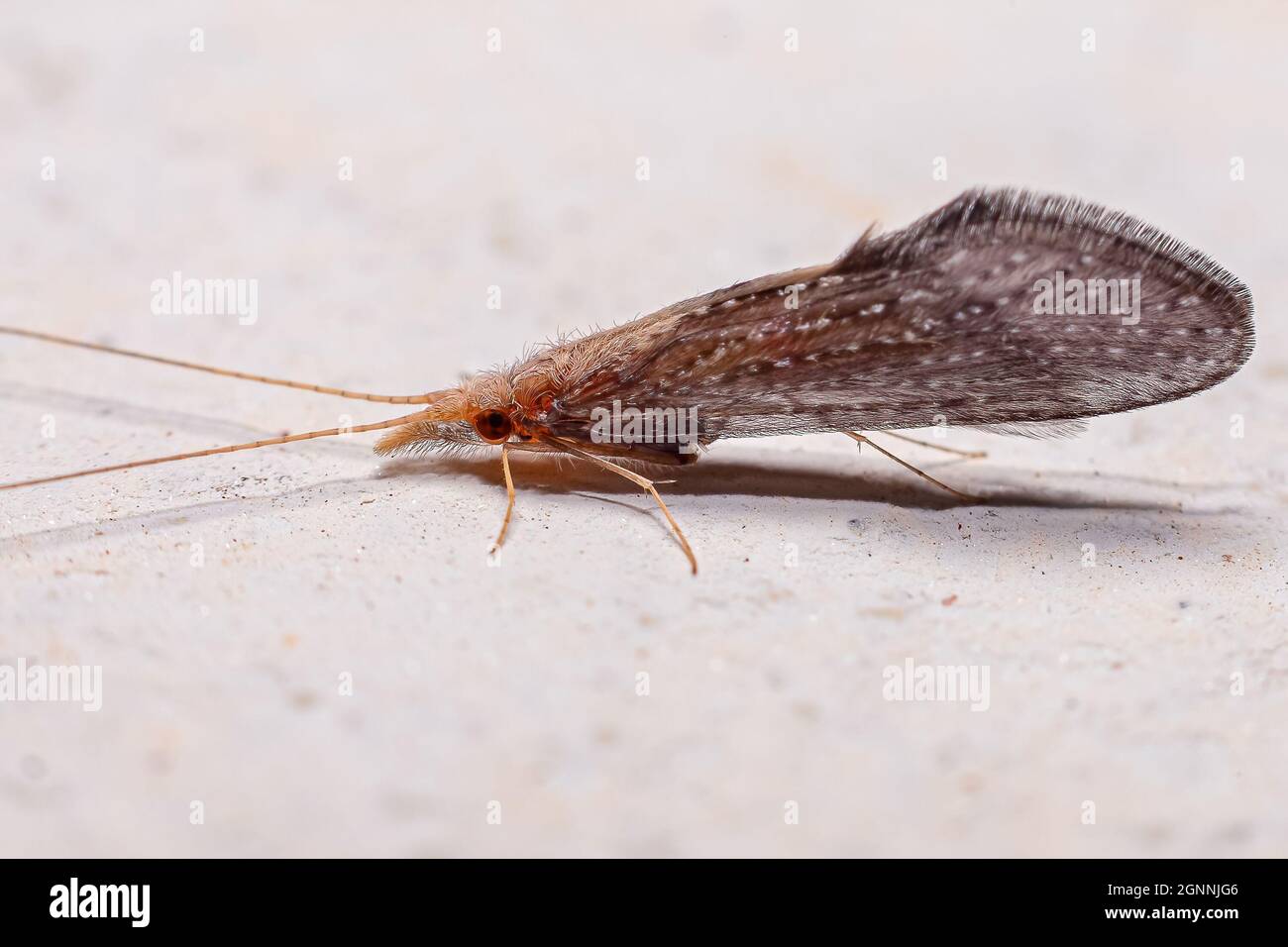 Adult Caddisfly Insect dell'Ordine Trichoptera Foto Stock