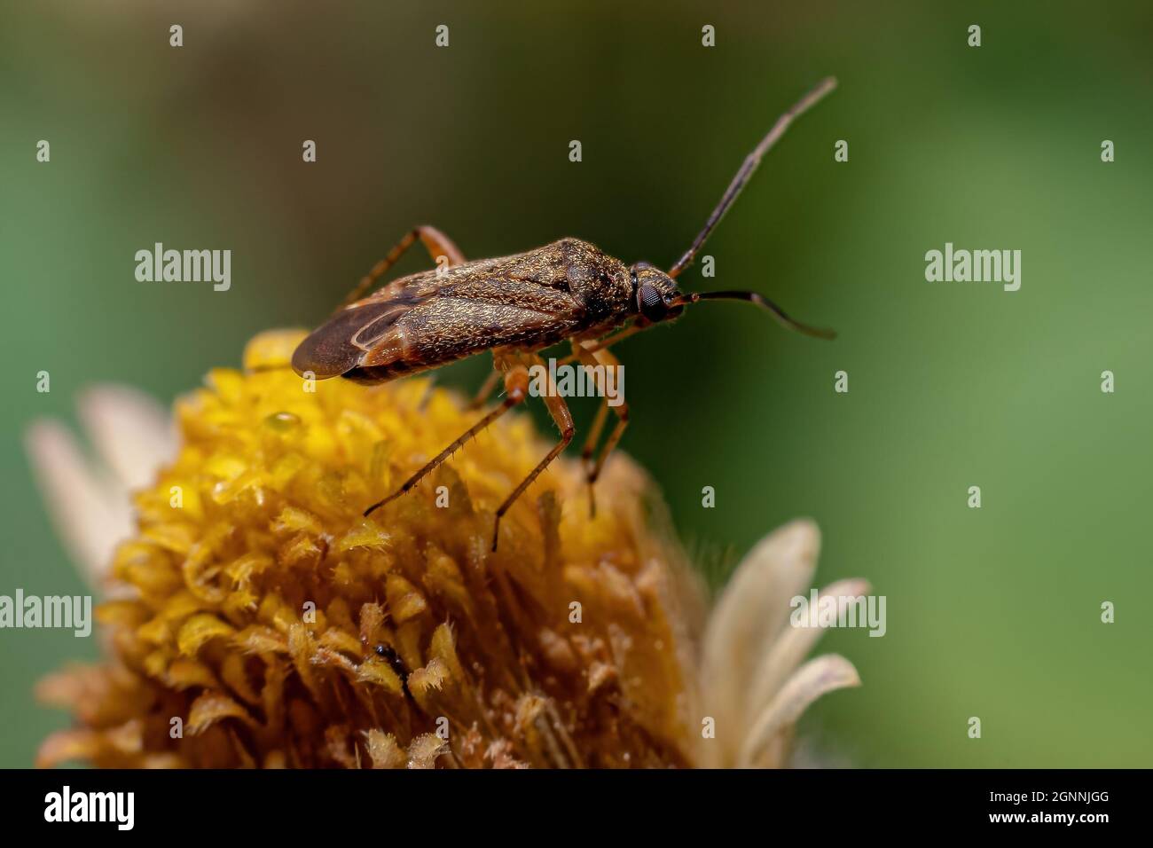 Adulto vero Bug del sottordine Heteroptera Foto Stock