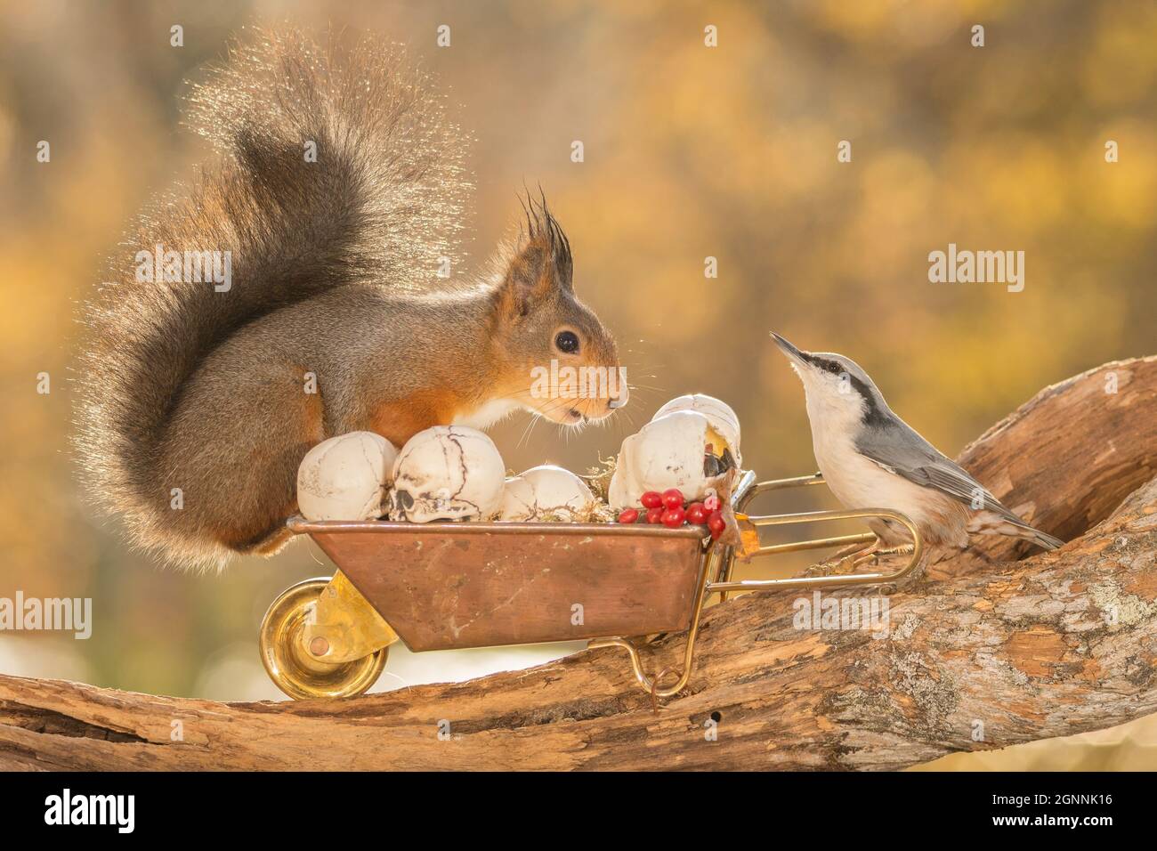 Scoiattolo rosso in piedi su un tronco di albero con carriola, picchio  muratore e di teschi Foto stock - Alamy