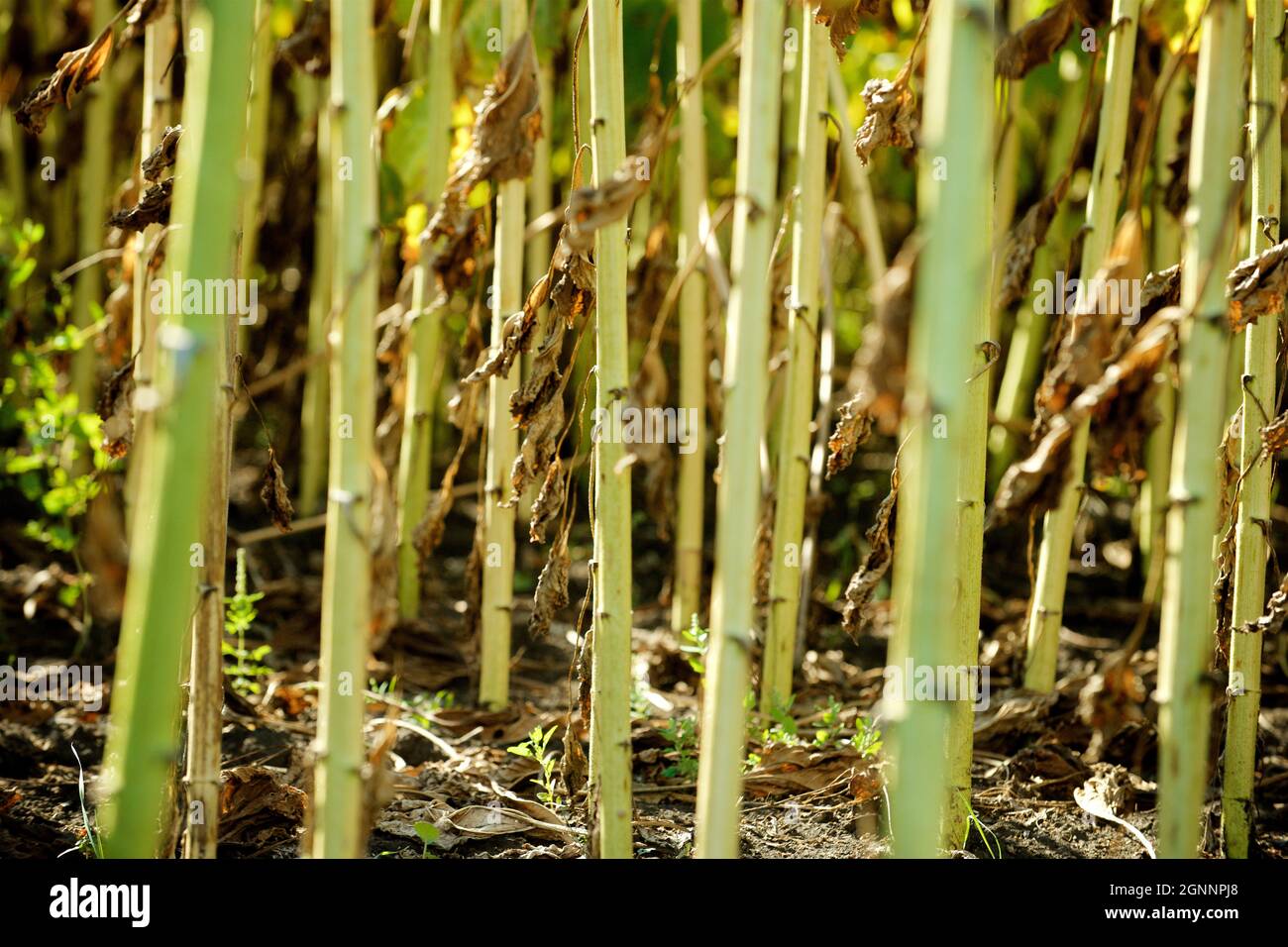 il girasole matura sul campo Foto Stock