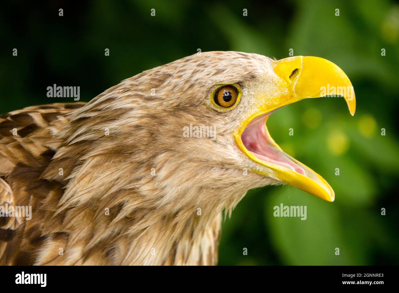 Haliaeetus albicilla aquila marina chiamata aquila dalla coda bianca Foto Stock