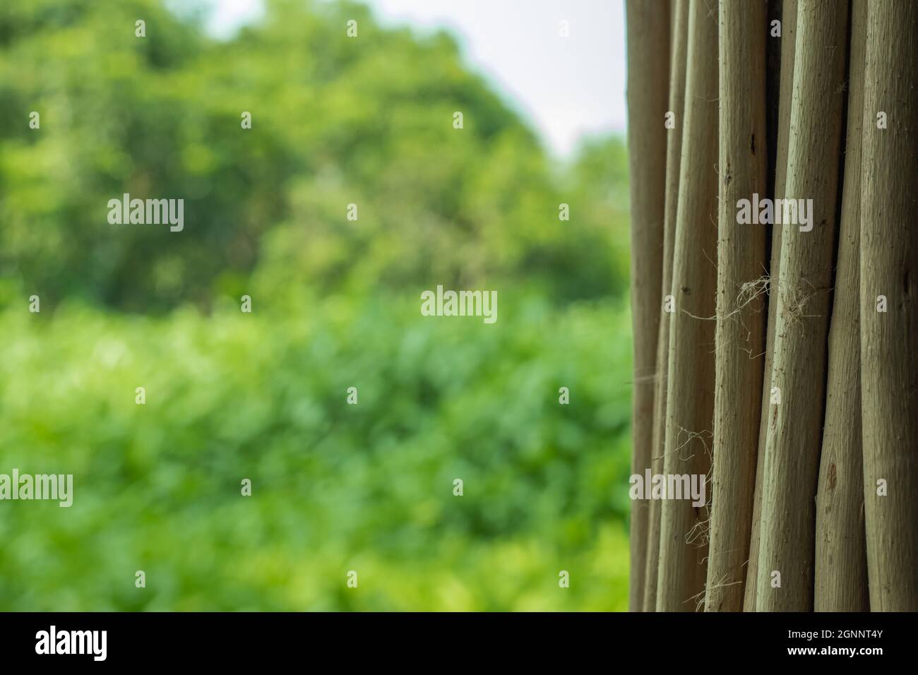 I bastoni di iuta essiccati sono bruciati ad una certa temperatura in forni speciali per ottenere la polvere di carbone di bastone di iuta prima di essere schiacciati a polvere Foto Stock