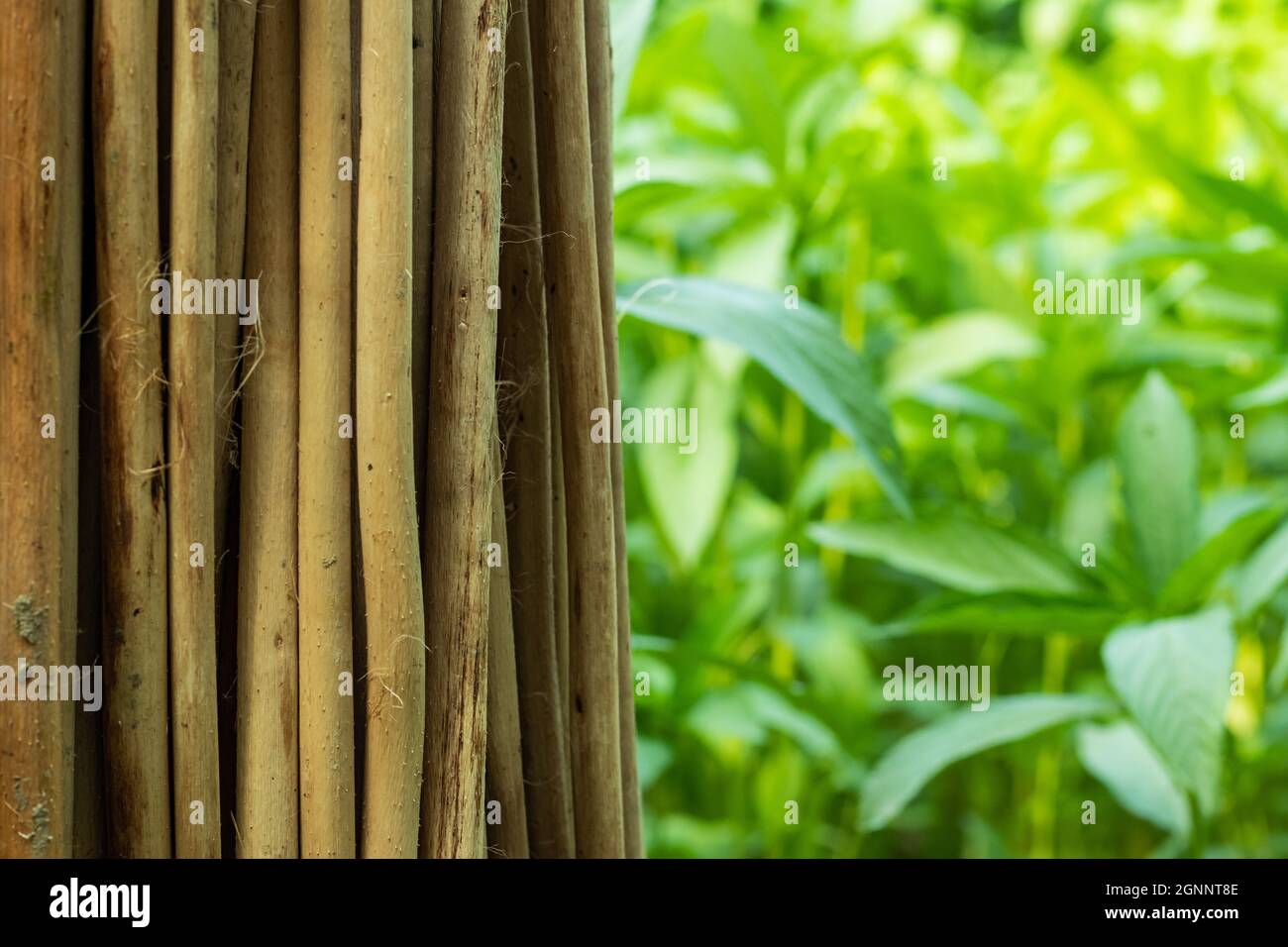 Saluyot asciutto, bastone di iuta, o la muta dell'ebreo e iuta verde o ewedu o pianta di lalo insieme Foto Stock