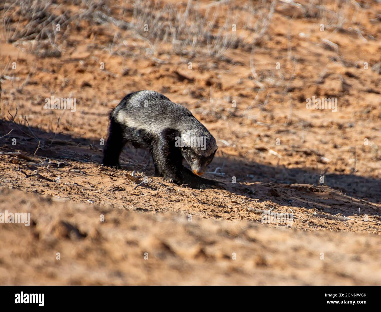 Un Honey Badger foraging nella savana di Kalahari Foto Stock