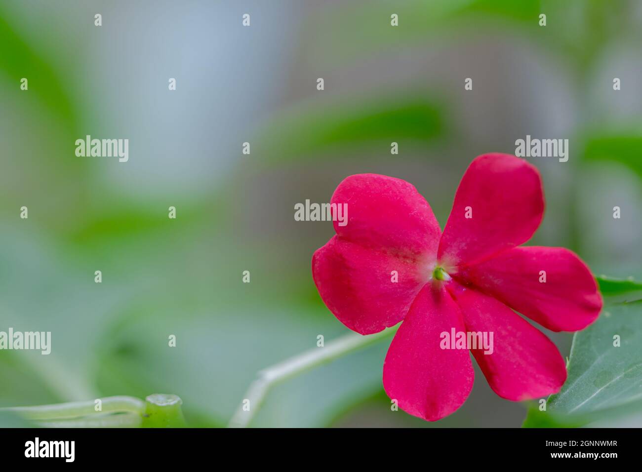 Balsamo o Impatiens balsamina in fiore su sfondo sfocato Foto Stock