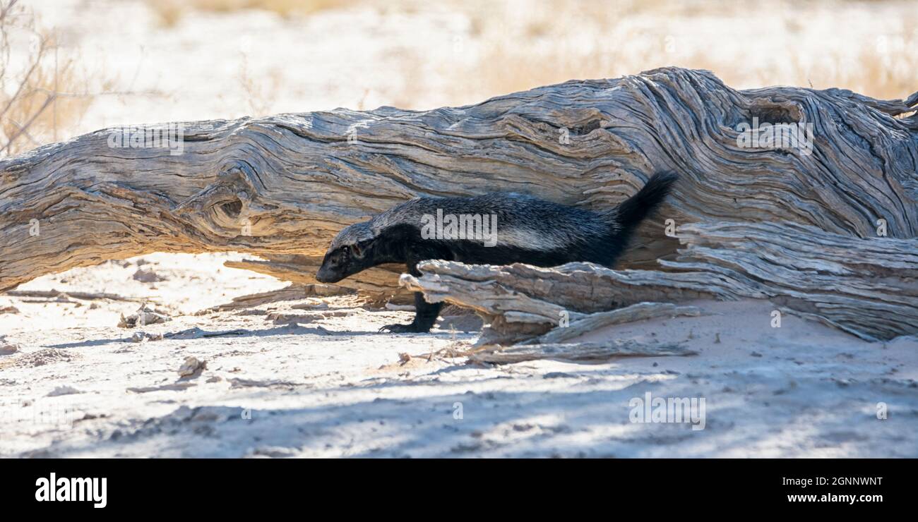 Un Honey Badger foraging nella savana di Kalahari Foto Stock