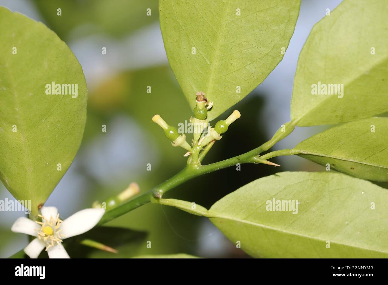 Primo piano di sano fresco biologico piccolo verde limone Fiore inizia nuovo giovane limone frutta Foto Stock