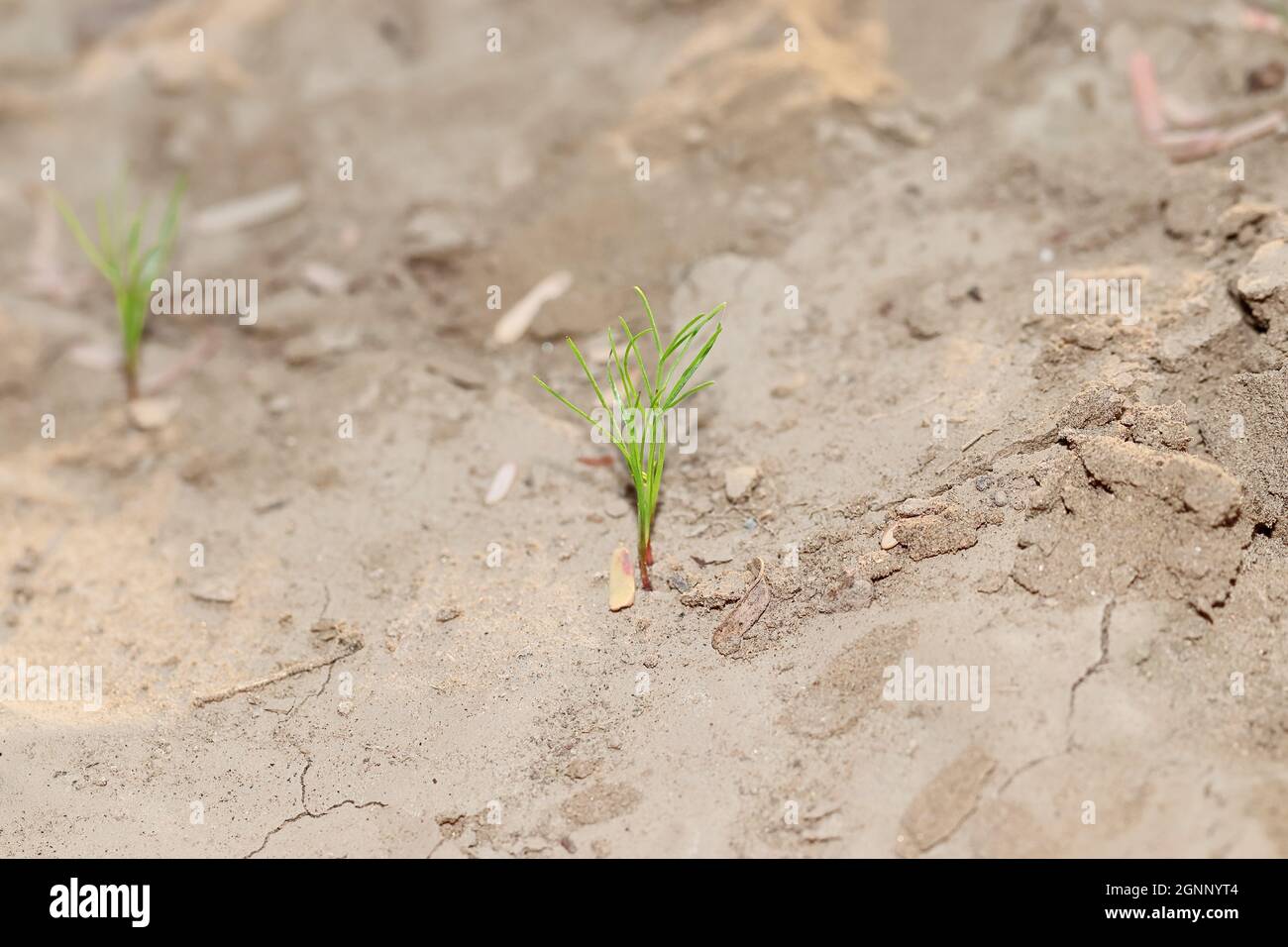 Primo piano di Una nuova salute organica ibrido cumino pianta crescere bene in foto Foto Stock