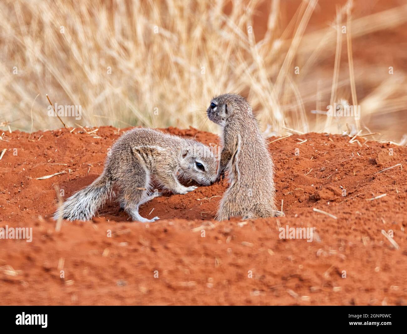 Scoiattoli di terra africani giovani che giocano nella savana del Sud Africa Foto Stock