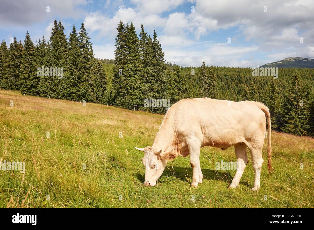 Mucca che pascolo su un pascolo di montagna. Foto Stock