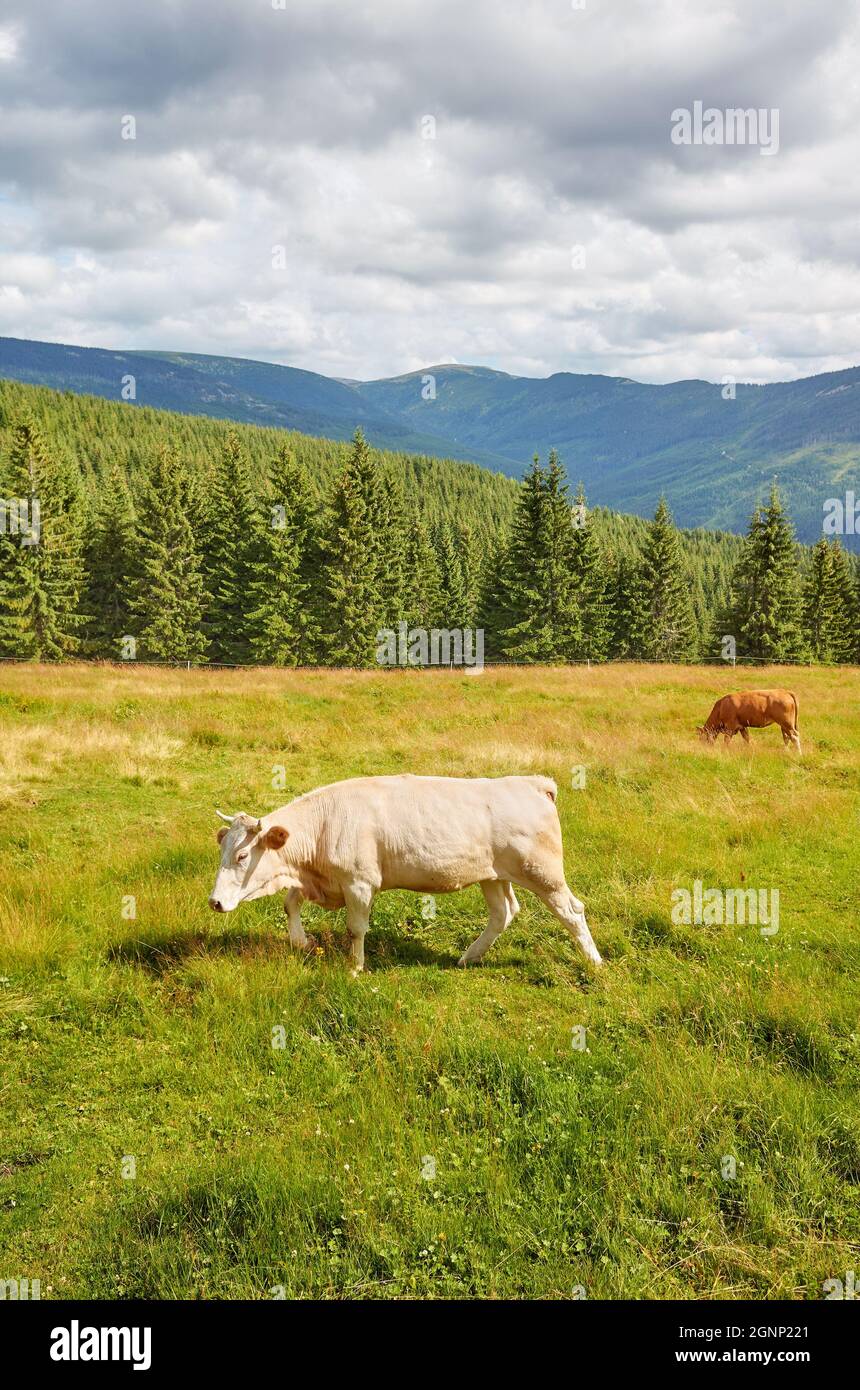 Bestiame che pascola su un pascolo di montagna. Foto Stock