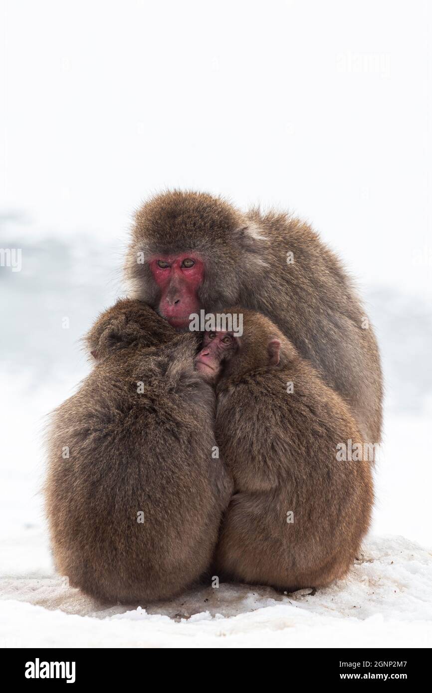 Scimmie da neve (Macaca fuscata) che si accoccolano insieme per calore, macaco giapponese, prigioniero, Highland Wildlife Park, Kingussie, Scozia, Regno Unito Foto Stock