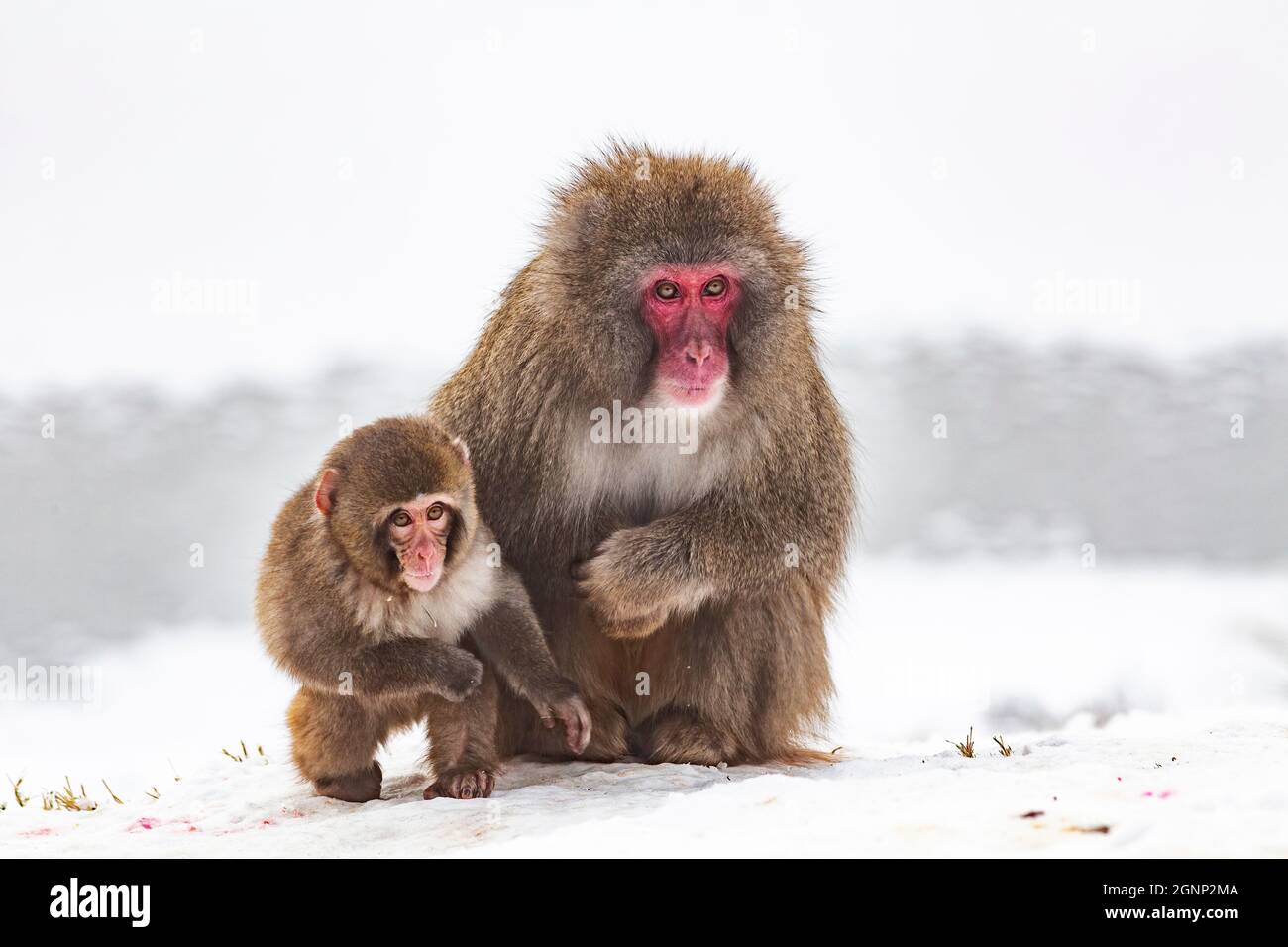 Scimmie da neve (Macaca fuscata), macaco giapponese, prigioniera, Highland Wildlife Park, Kingussie, Scozia, Regno Unito Foto Stock
