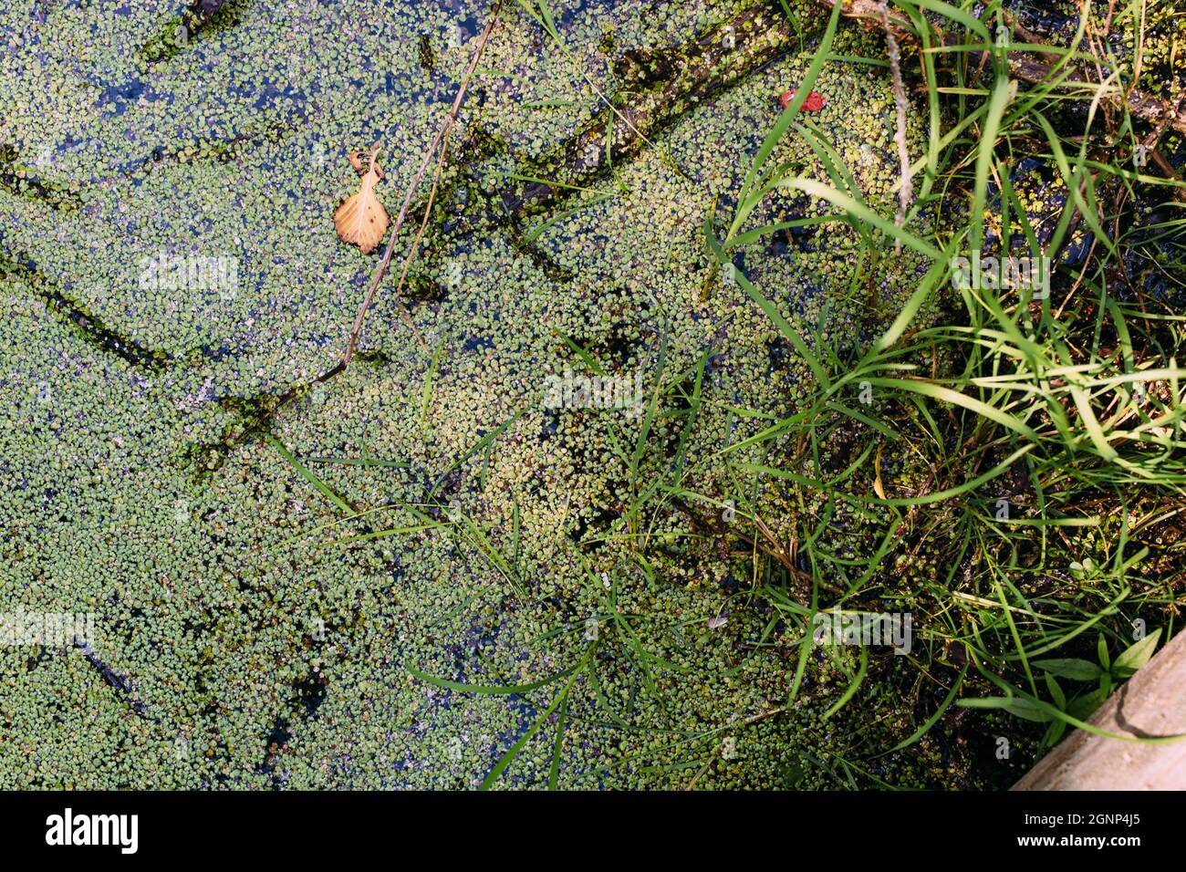 Acqua in eccesso nella palude. Lago verde della foresta di anatra. Foto Stock