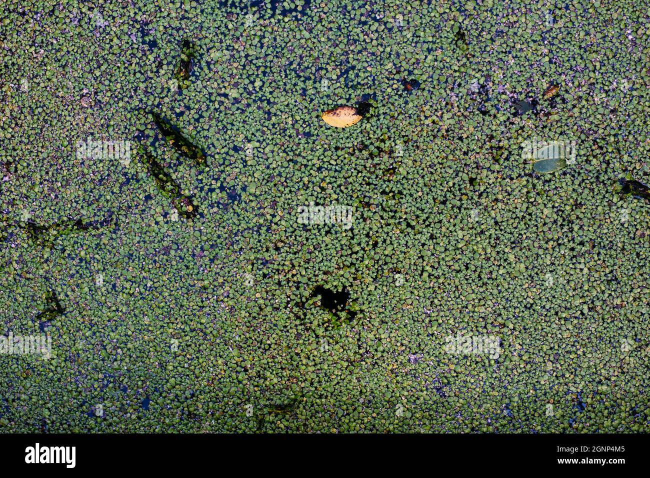 Acqua in eccesso nella palude. Lago verde della foresta di anatra. Foto Stock