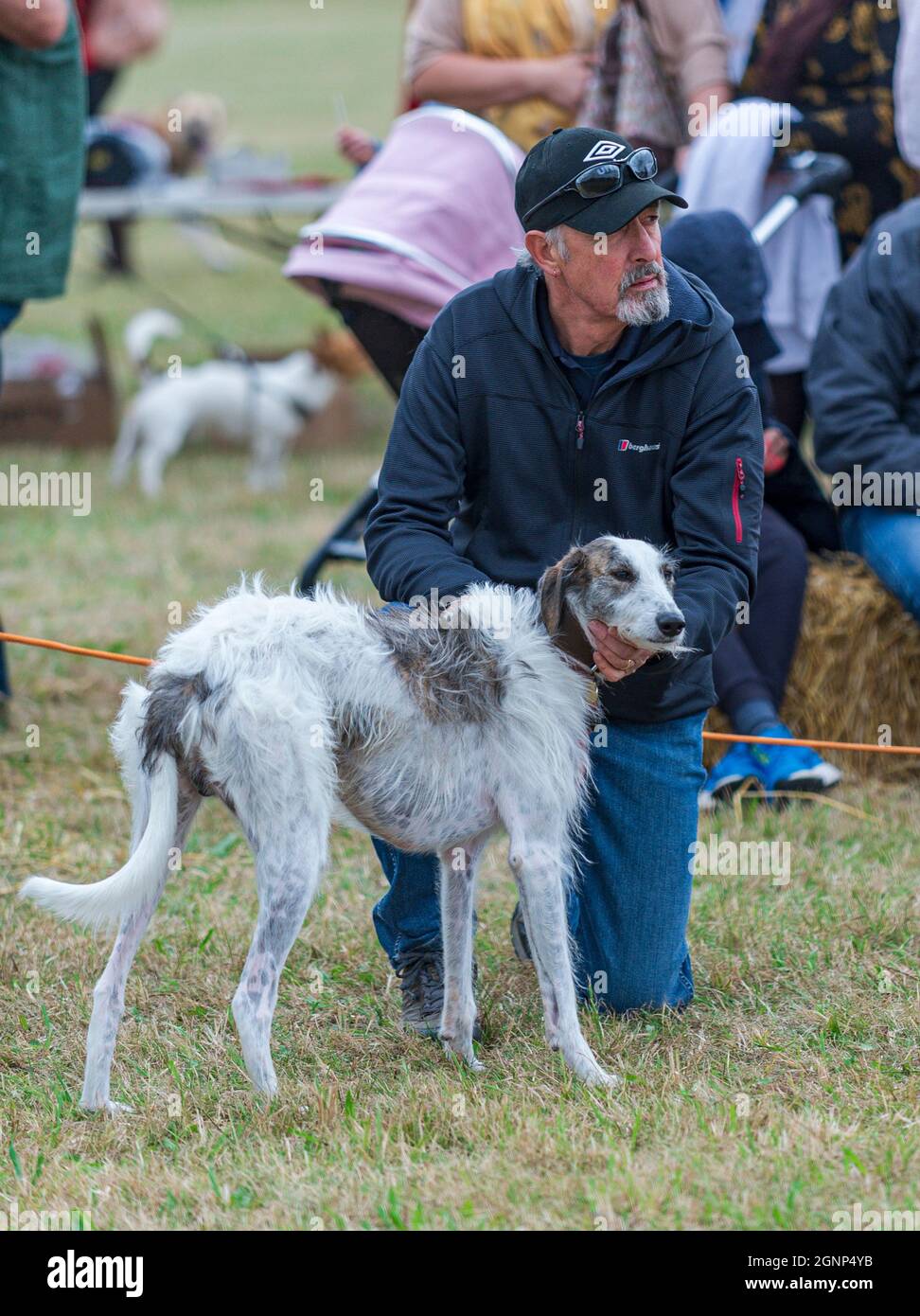 Un uomo che cammina il suo cane da lurcher incrociato nell'anello dello spettacolo ad uno spettacolo di cani da campagna Foto Stock