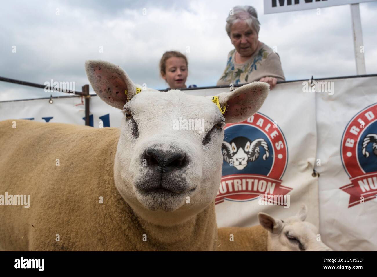 Texel Sheep in PEN, Appleby show, Appleby-in-Westmorland, Cumbria Foto Stock