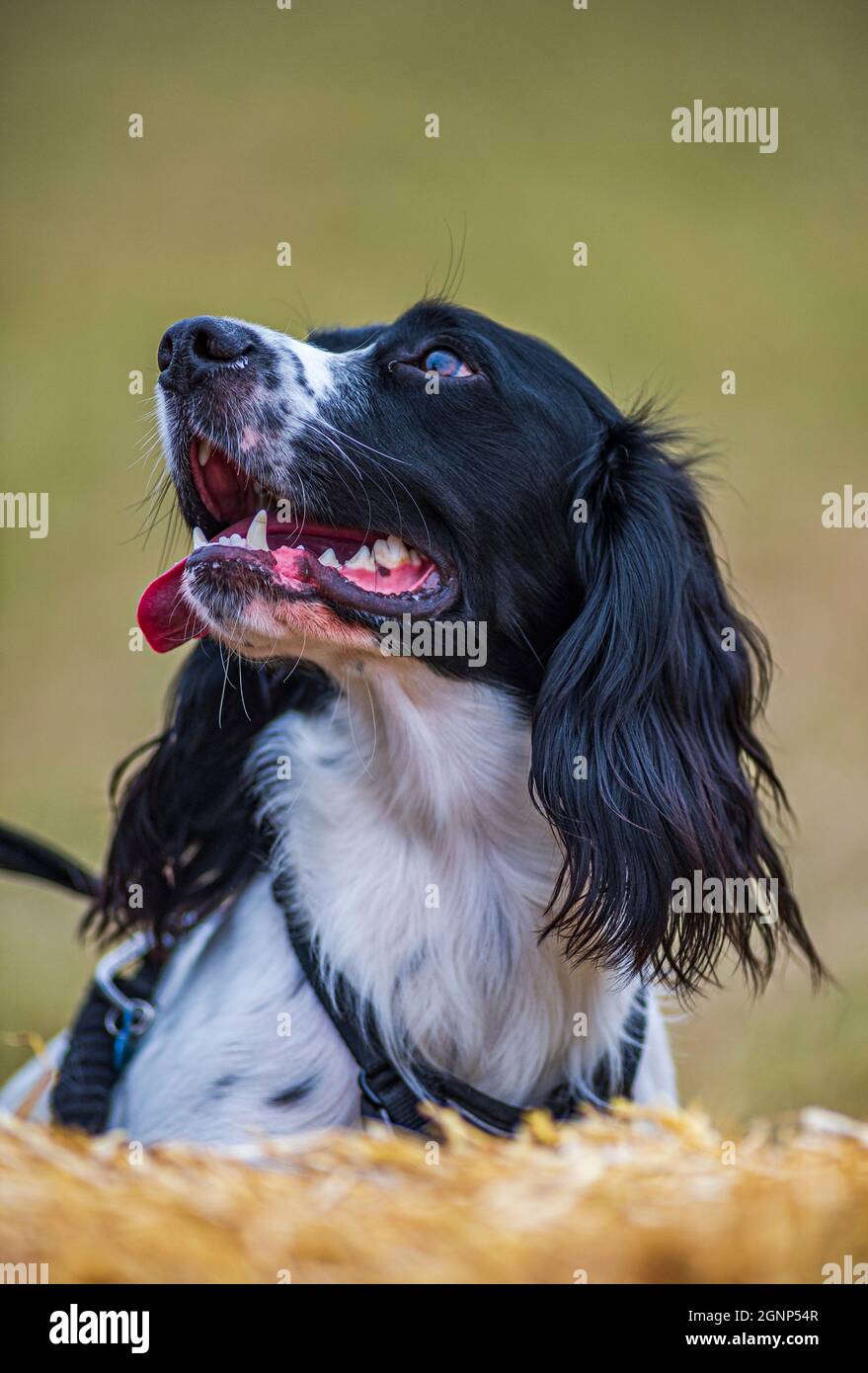 Un ritratto di un giovane Springer Spaniel inglese Foto Stock