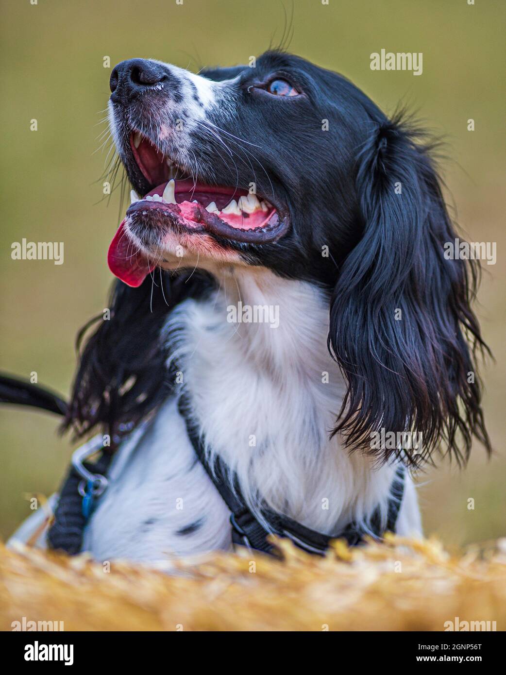 Un ritratto di un giovane Springer Spaniel inglese Foto Stock