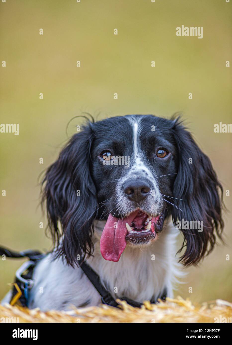 Un ritratto di un giovane Springer Spaniel inglese Foto Stock