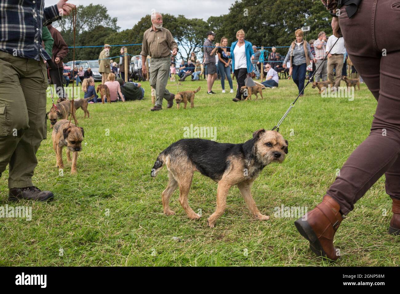 Dog show, Bellingham Show, Bellingham, Northumberland, Regno Unito Foto Stock