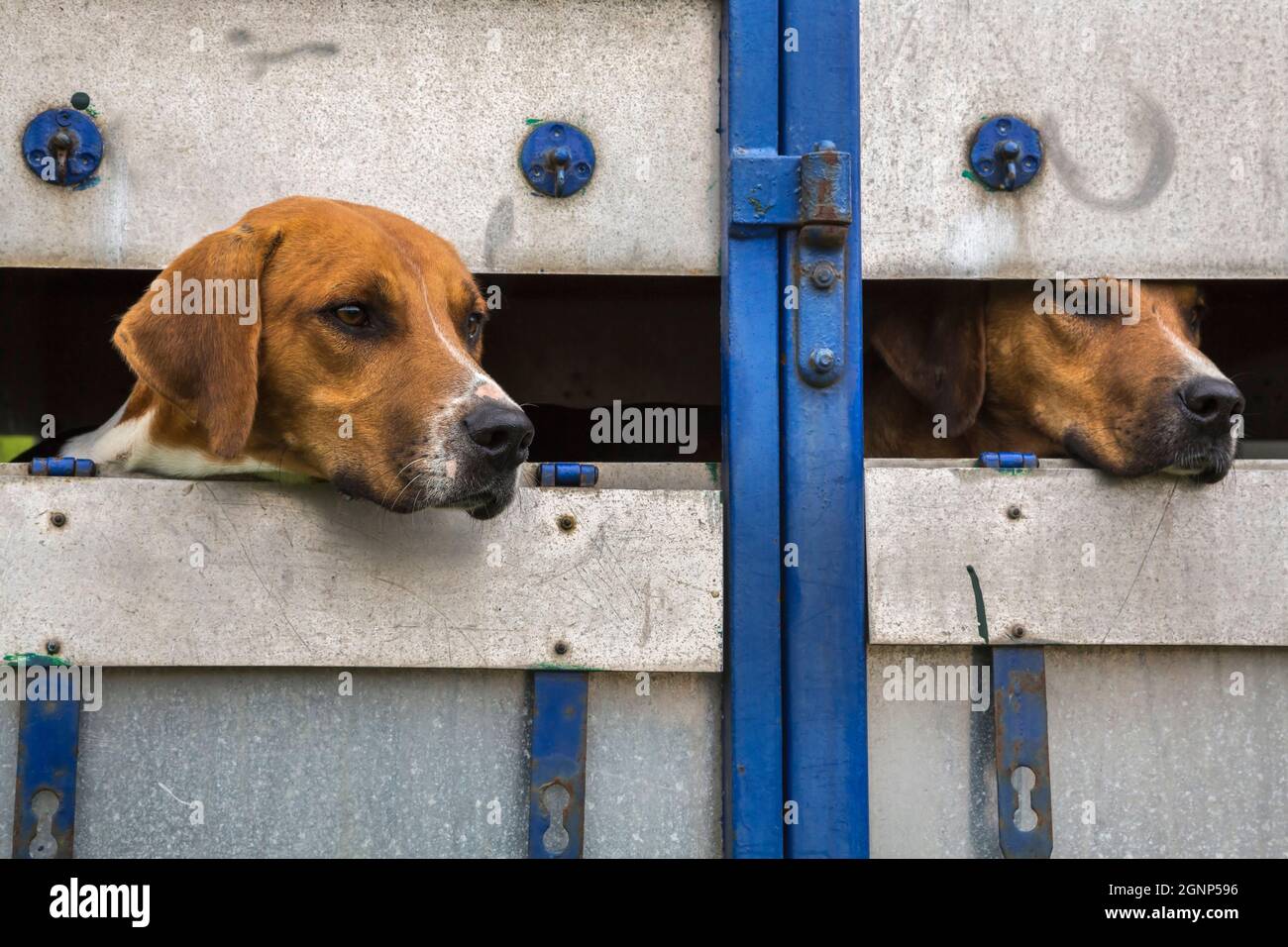 Fox Hounds in attesa di giudicare, Bellingham Show, Bellingham, Northumberland, Regno Unito Foto Stock