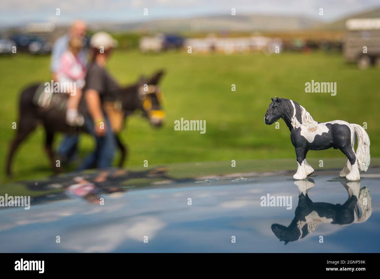 Spettacolo di pony all'Appleby Show, Appleby-in-Westmorland, Cumbria Foto Stock
