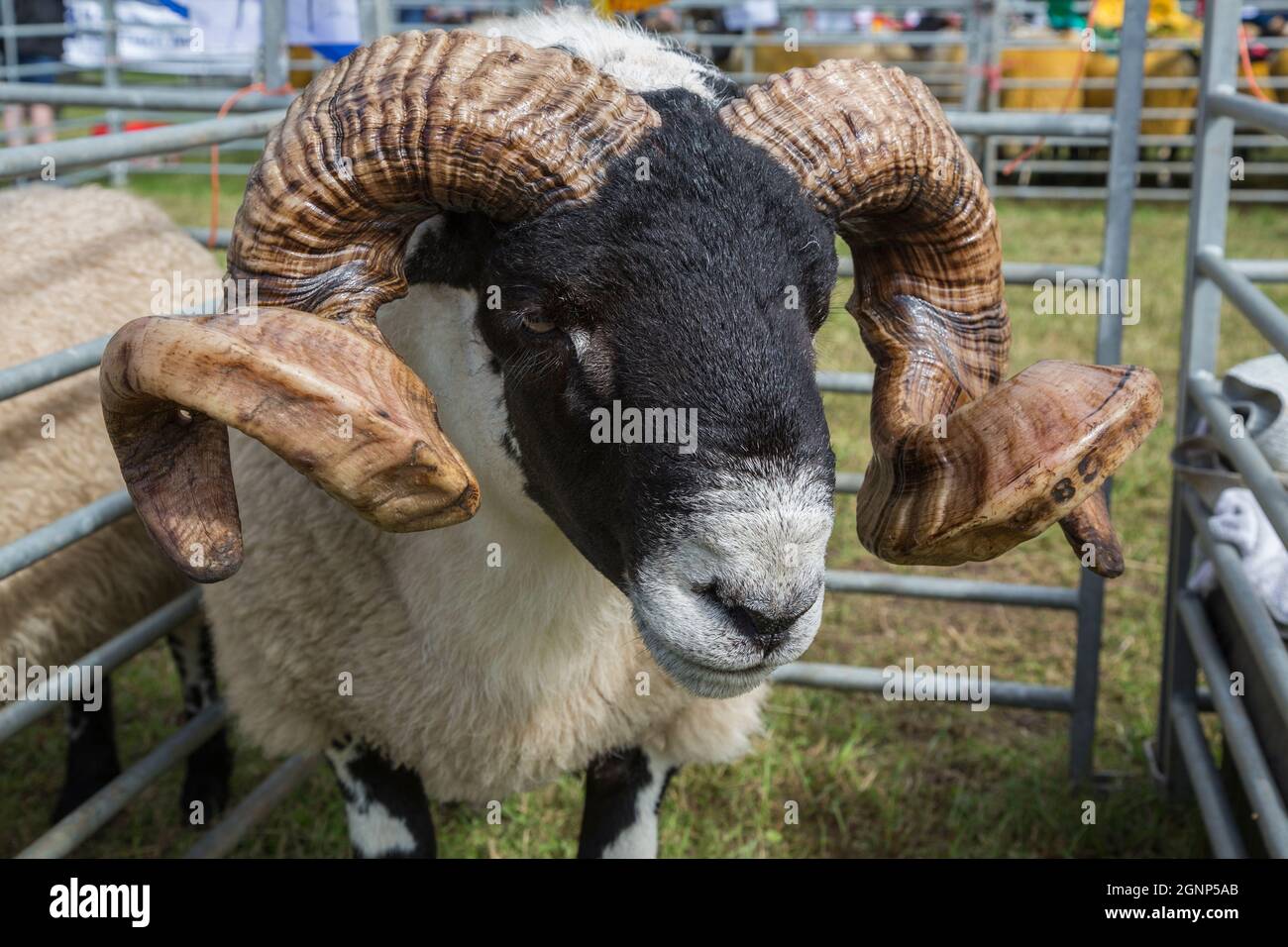 RAM in attesa di giudicare, Bellingham Show, Bellingham, Northumberland, Regno Unito Foto Stock