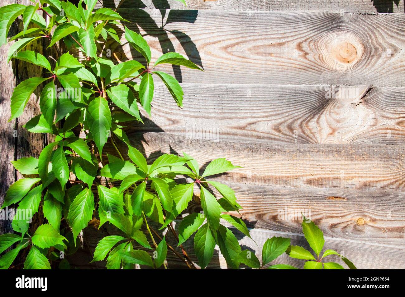 Parthenocissus quinquefolia, noto come Virginia superriduttore, Victoria superriduttore, edera a cinque foglie, o cinque dita, che sale su recinto di legno. Spazio di copia Foto Stock