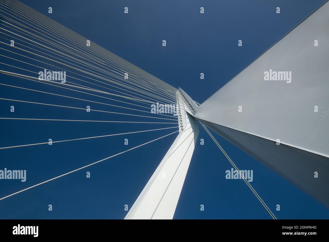 Splendide immagini ravvicinate del ponte Erasmus nel centro di Rotterdam, progettato dal famoso architetto ben van Berkel. Foto Stock