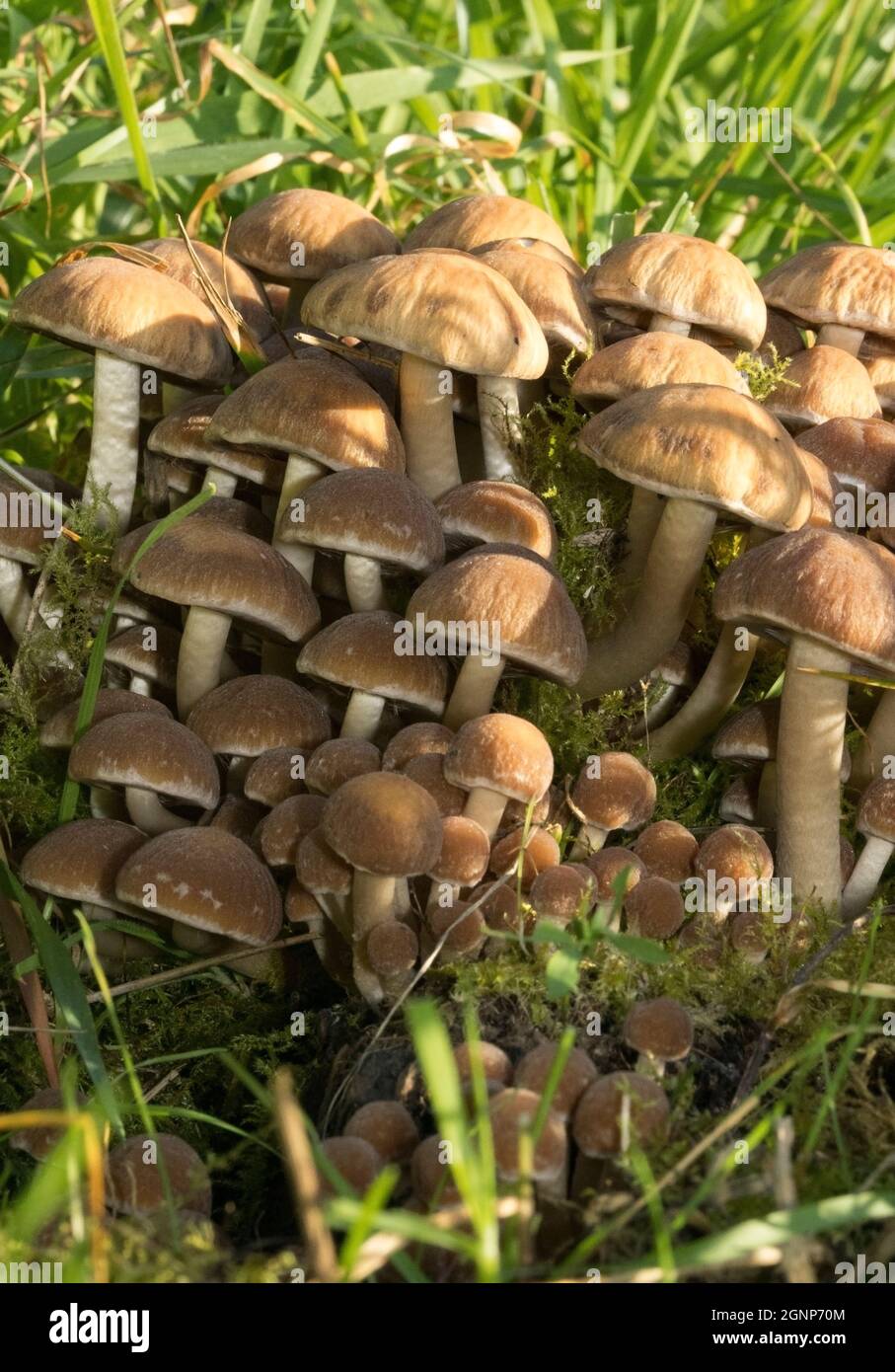 Un comune fungo dorato di legno decadente, sia deciduo che conifere. Il colore uniforme del tappo e il gusto stitico e amaro aiutano a identificarsi Foto Stock