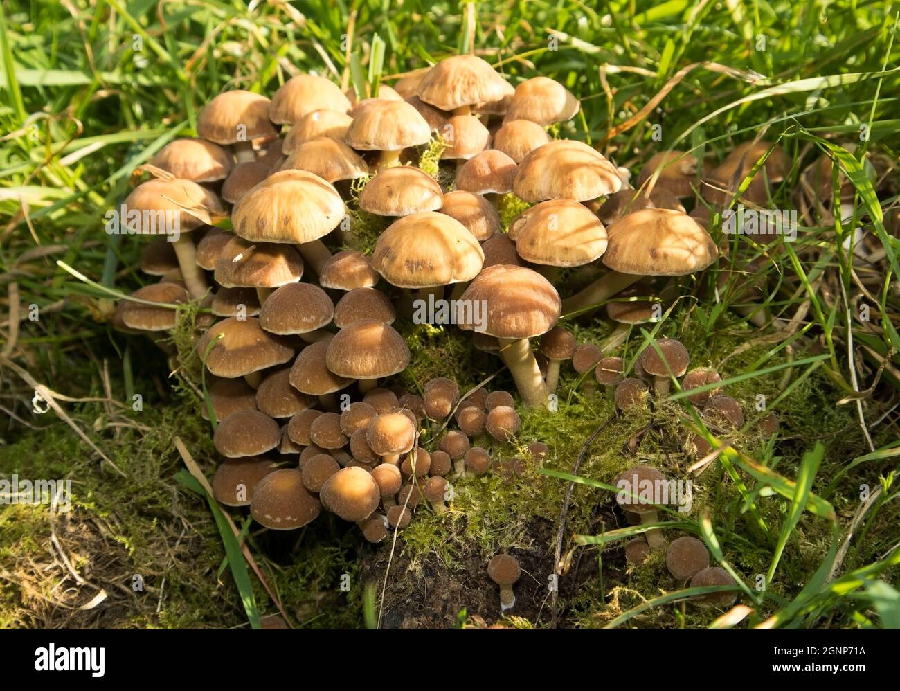 Un comune fungo giallo dorato di legno decadente, sia deciduo che conifere. Il colore uniforme del tappo e il gusto stitico e amaro aiutano a identificarlo Foto Stock