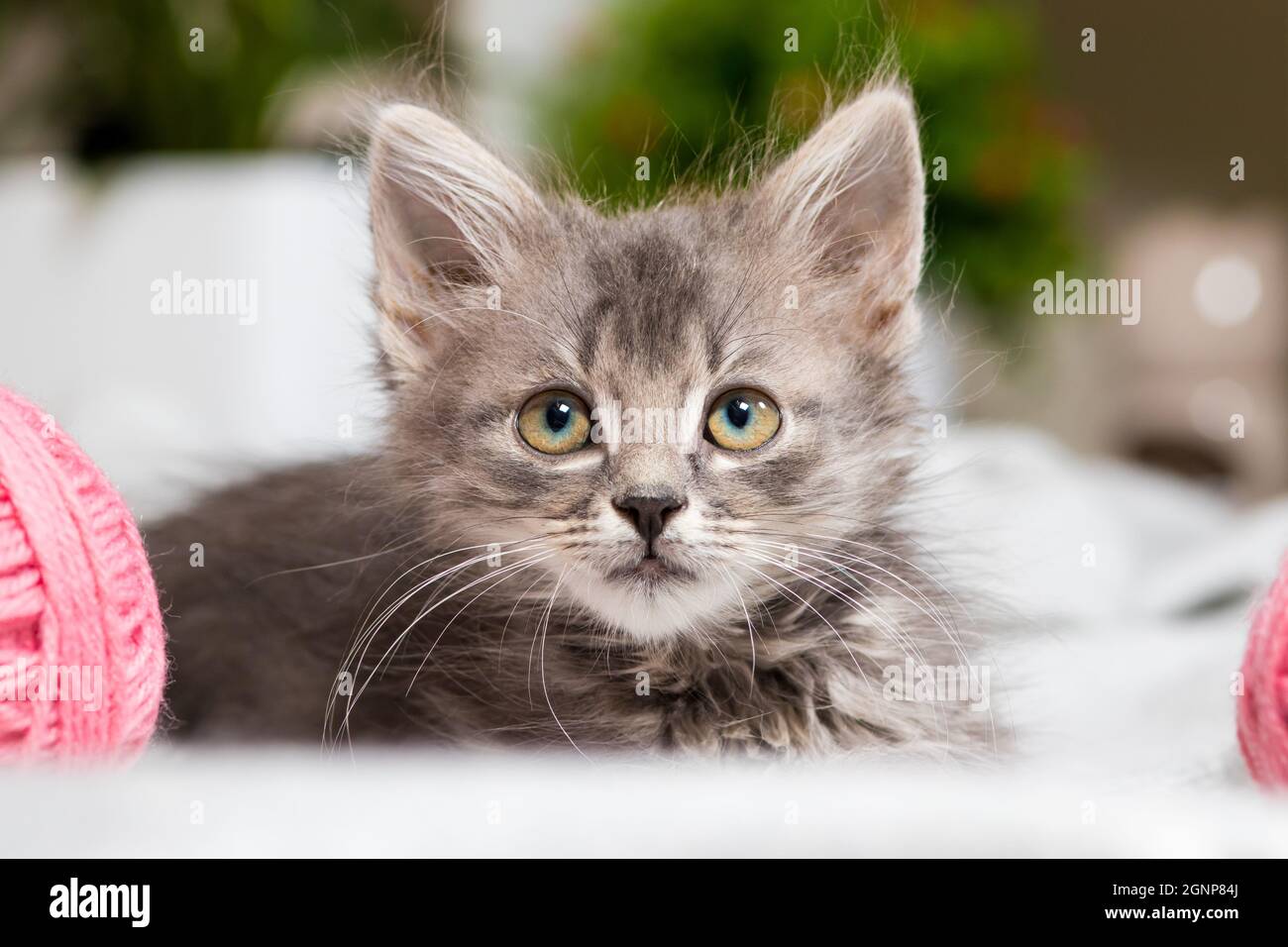 Un gattino grigio bello osserva da vicino, primo piano. Foto Stock
