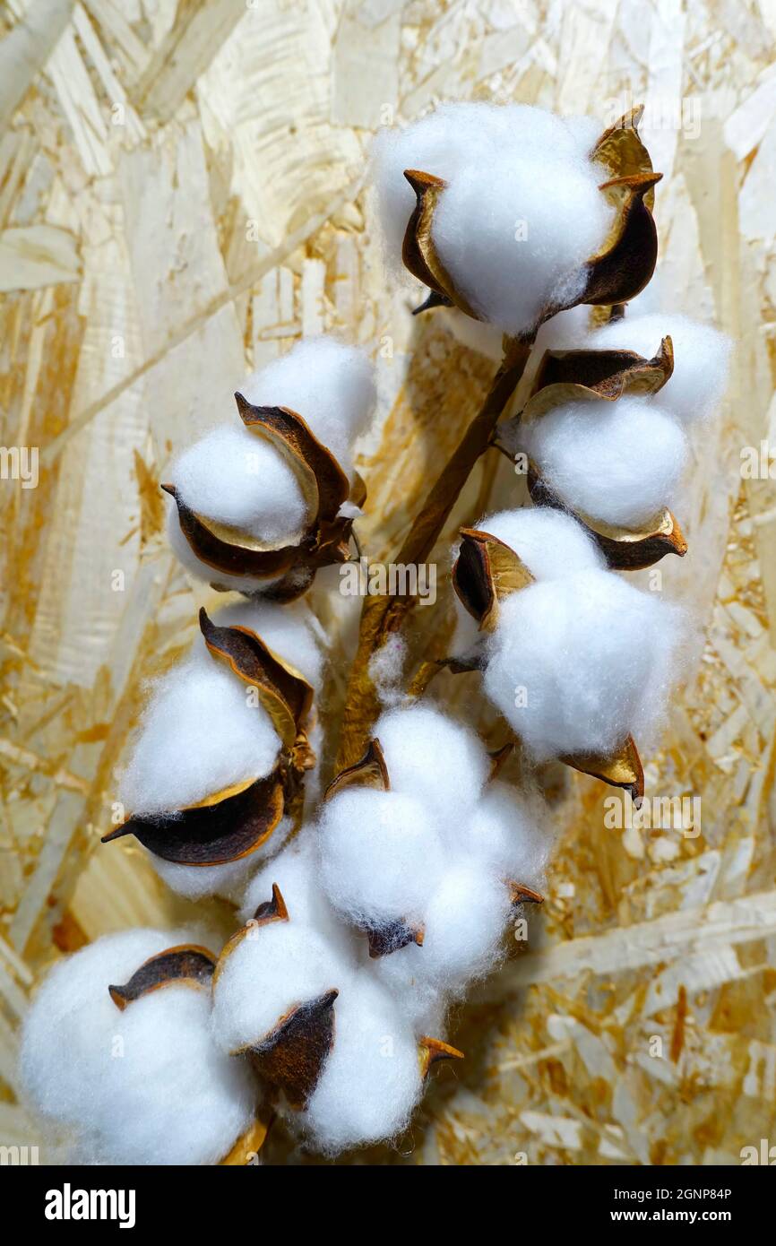 Cotone Foto Stock