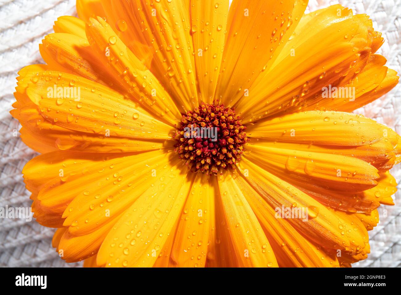 Vista ravvicinata di Calendula officinalis, la pentola marigold, comune marigold, ruddles o scotch marigold. Foto studio, fiore coperto da gocce d'acqua. Foto Stock