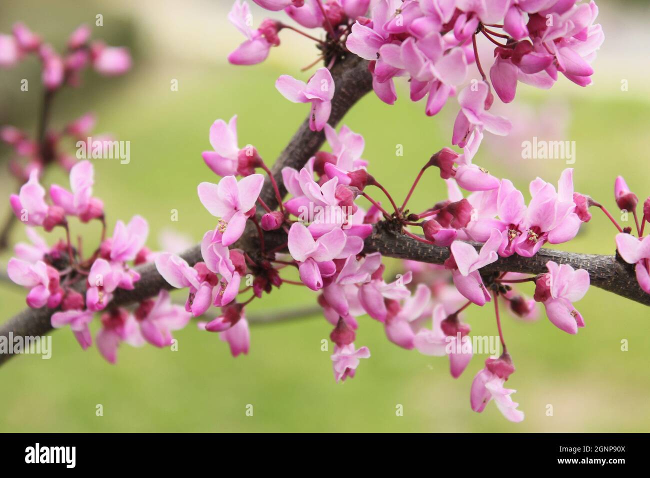 Texas Redbud albero Cercis canadensis poco profondo DOF Foto Stock