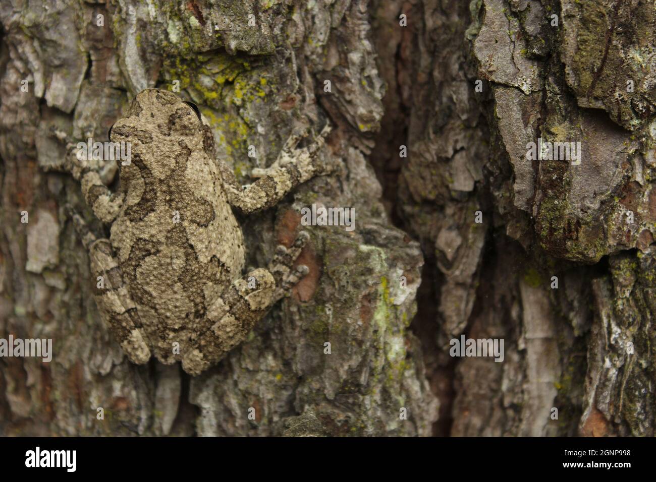 Grigio rana Hyla crisoscelis su pino nel Texas orientale Foto Stock