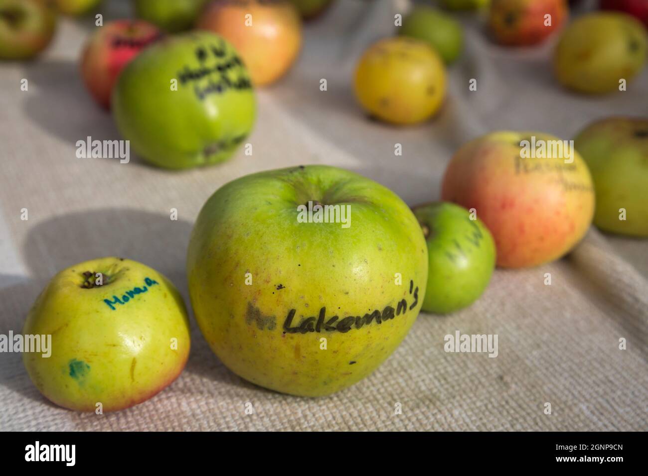 La varietà locale di mele della sig.ra Lakeman, esposta sul mercato in occasione dell'Apple Day, Hexham Farmers' Market, Northumberland, Regno Unito, Foto Stock